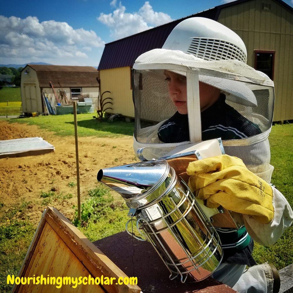 Our Beekeeping Adventure Plus Our Favorite Bee Books