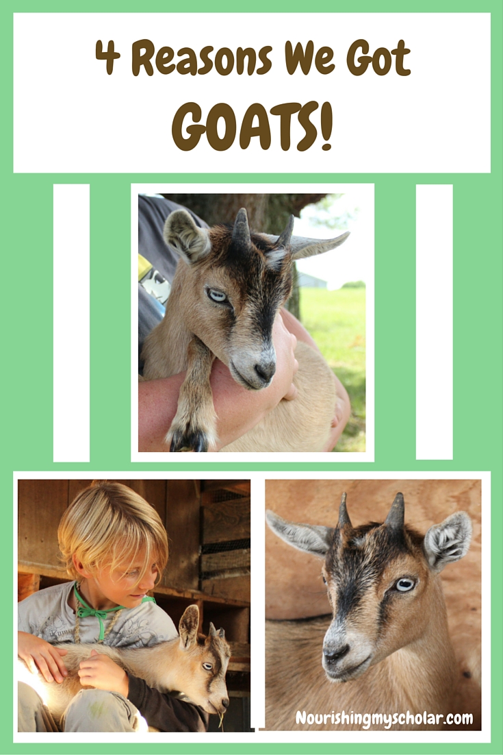 4 Reasons We Got Goats