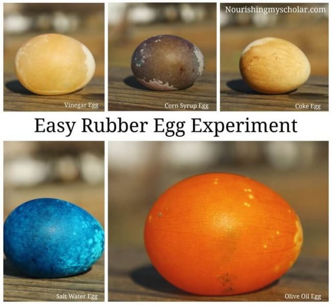 Easy Rubber Egg Experiment