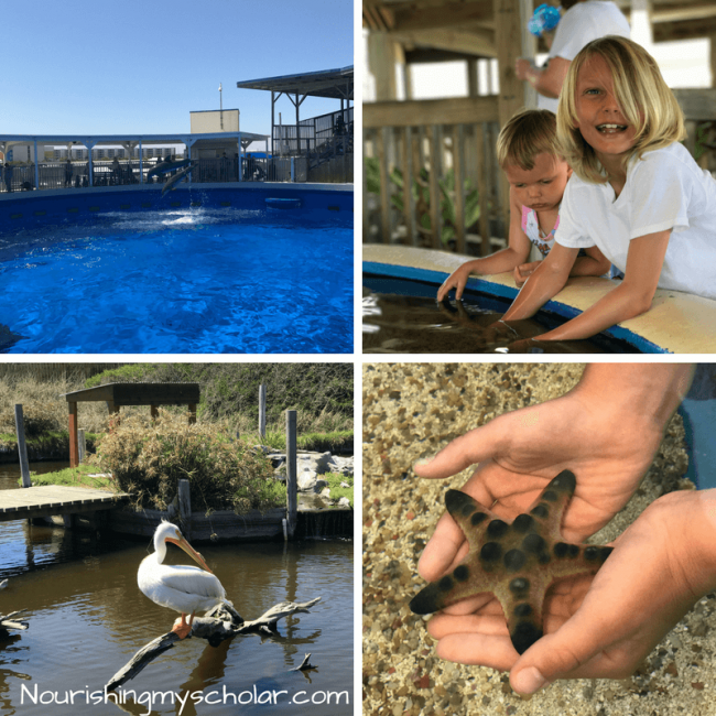 Natural Learning Opportunities on a Beach Vacation