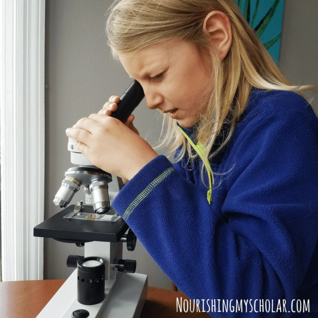 Backyard Biology Insects for Kids