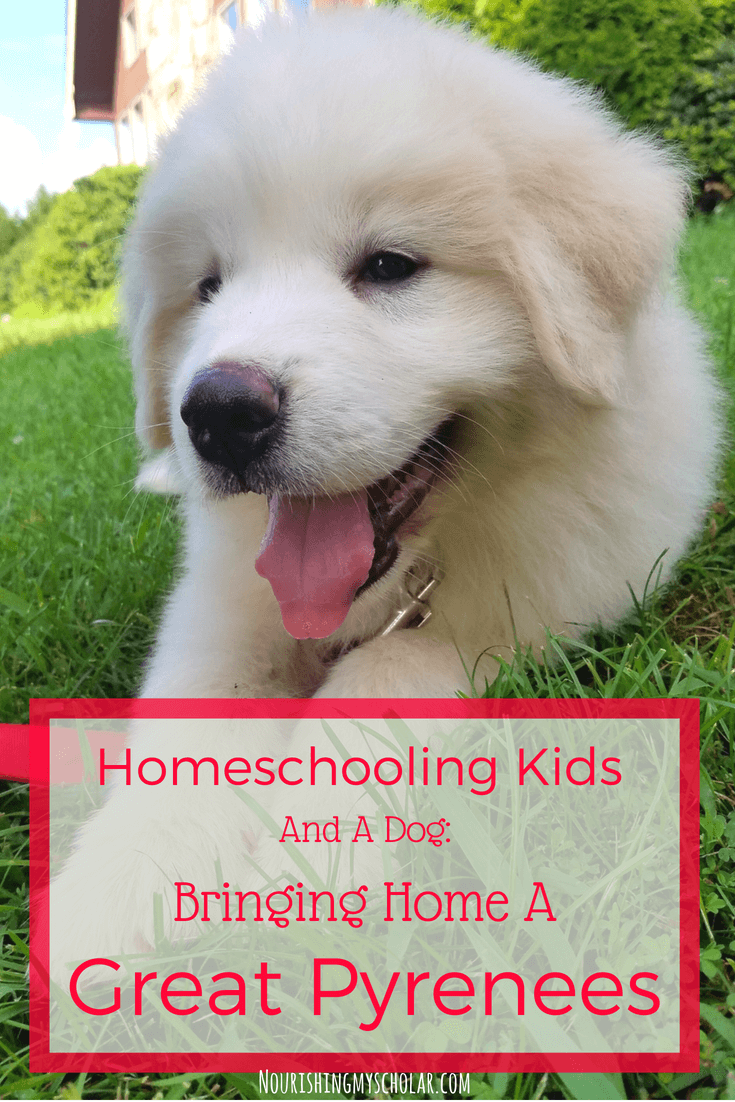 Homeschooling Kids and a Dog: Bringing Home a Great Pyrenees