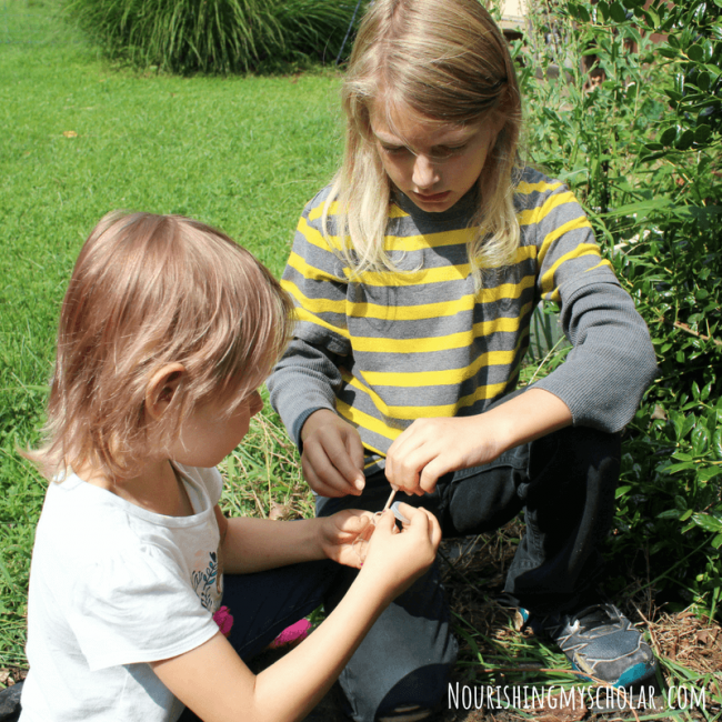 Backyard Biology Insects for Kids