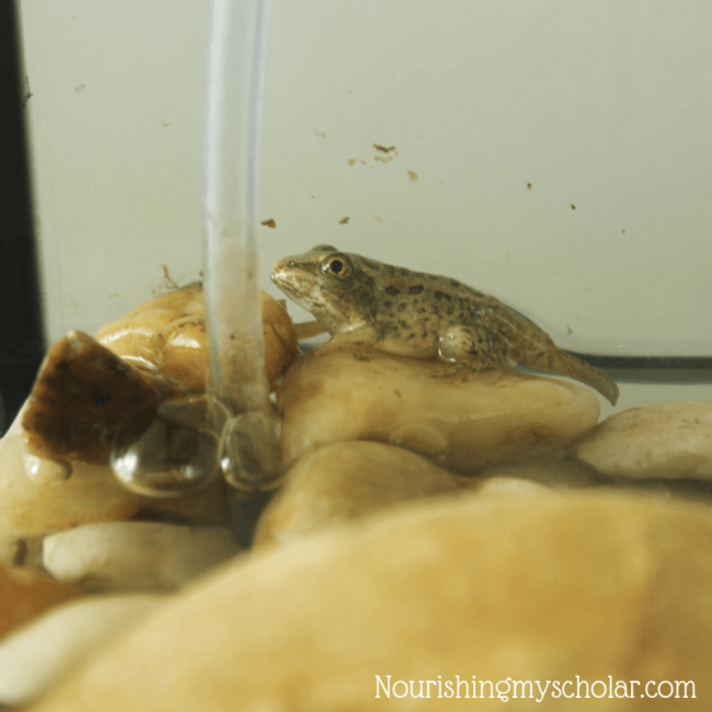 Backyard Biology Frogs for Kids