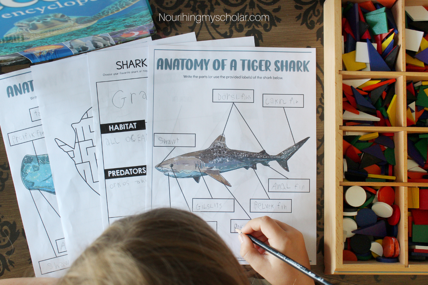 Hands-On Ocean Study for Kids
